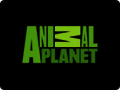 Animal Planet Online Video